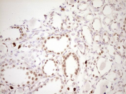 TFPI Antibody in Immunohistochemistry (Paraffin) (IHC (P))