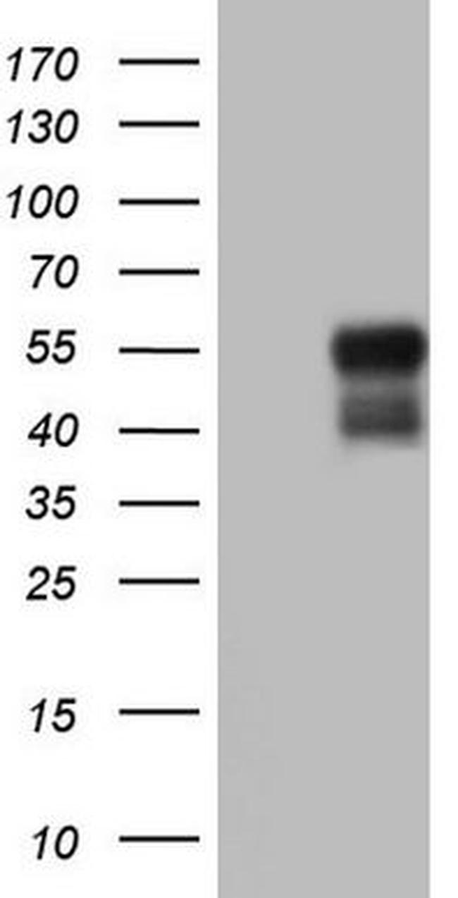 BHLHE41 Antibody in Western Blot (WB)