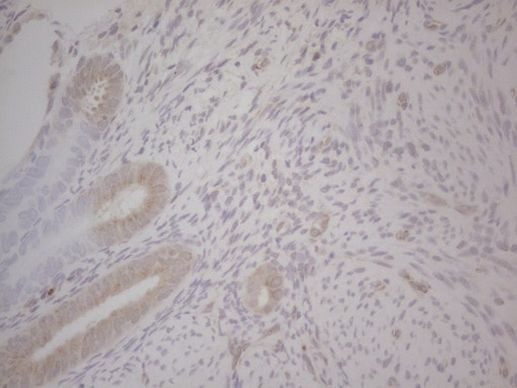 GABRA5 Antibody in Immunohistochemistry (Paraffin) (IHC (P))