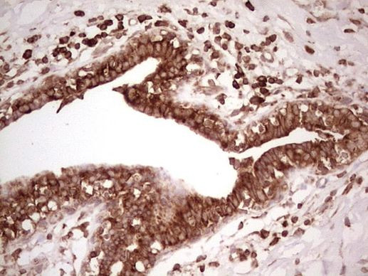 WIBG Antibody in Immunohistochemistry (Paraffin) (IHC (P))