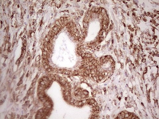 WIBG Antibody in Immunohistochemistry (Paraffin) (IHC (P))