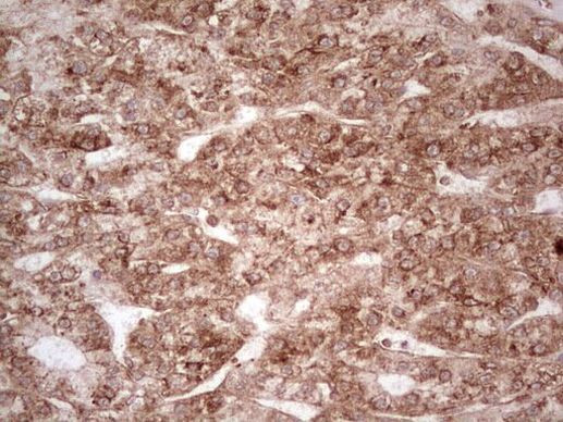 WIBG Antibody in Immunohistochemistry (Paraffin) (IHC (P))