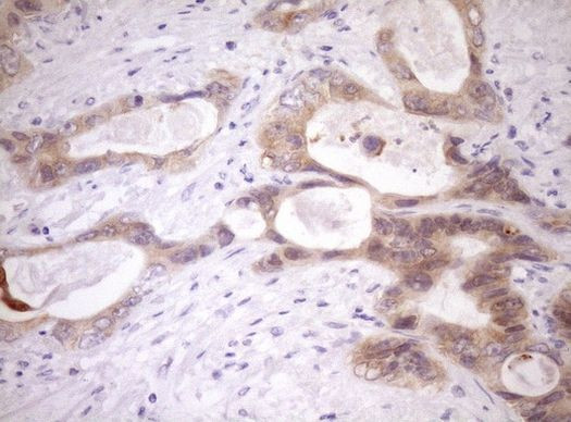 WIBG Antibody in Immunohistochemistry (Paraffin) (IHC (P))