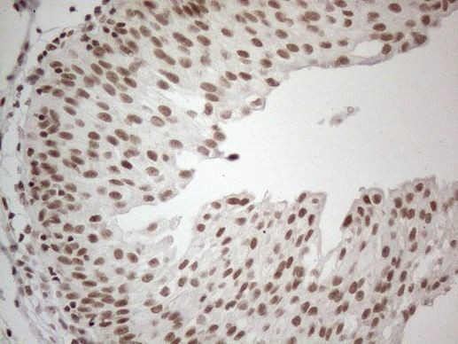 NR2C2 Antibody in Immunohistochemistry (Paraffin) (IHC (P))