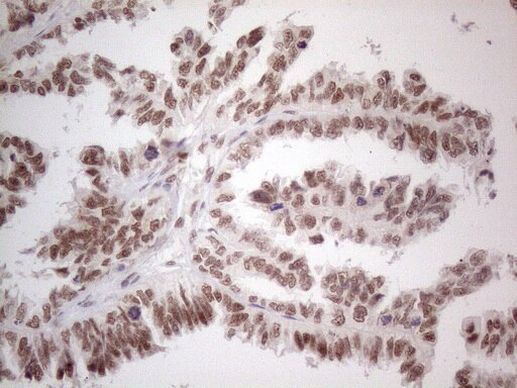 NR2C2 Antibody in Immunohistochemistry (Paraffin) (IHC (P))