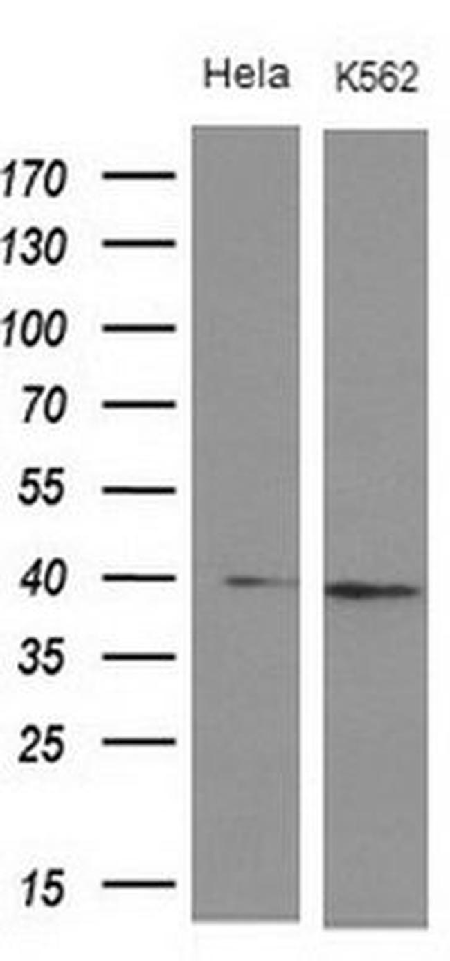 DMRT1 Antibody in Western Blot (WB)