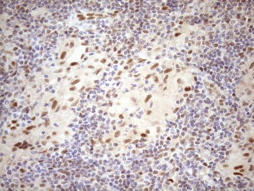 TCEAL1 Antibody in Immunohistochemistry (Paraffin) (IHC (P))