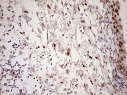 TCEAL1 Antibody in Immunohistochemistry (Paraffin) (IHC (P))