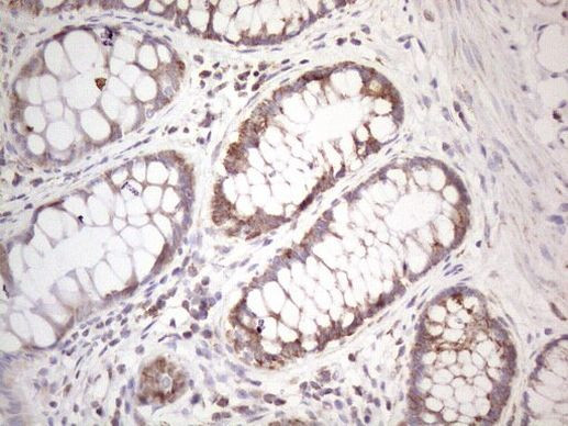 STOML2 Antibody in Immunohistochemistry (Paraffin) (IHC (P))