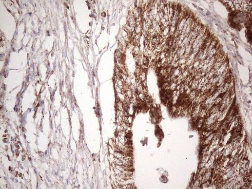 STOML2 Antibody in Immunohistochemistry (Paraffin) (IHC (P))