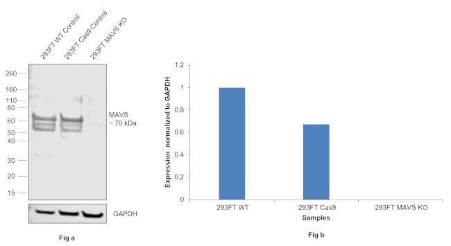 MAVS Antibody in Western Blot (WB)