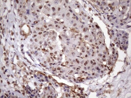 MGC12965 Antibody in Immunohistochemistry (Paraffin) (IHC (P))