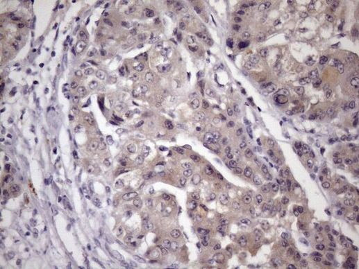 MGC12965 Antibody in Immunohistochemistry (Paraffin) (IHC (P))