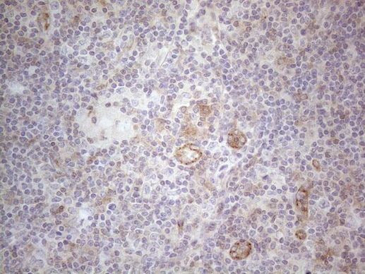 MGC12965 Antibody in Immunohistochemistry (Paraffin) (IHC (P))