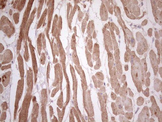 TCAP Antibody in Immunohistochemistry (Paraffin) (IHC (P))