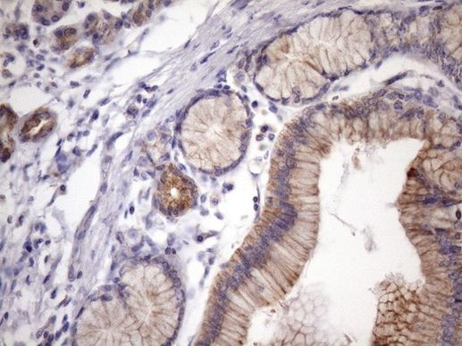 PHD1 Antibody in Immunohistochemistry (Paraffin) (IHC (P))