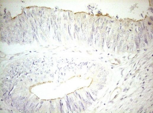 OSGIN2 Antibody in Immunohistochemistry (Paraffin) (IHC (P))