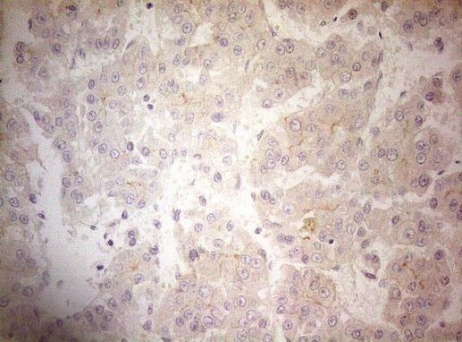 OSGIN2 Antibody in Immunohistochemistry (Paraffin) (IHC (P))