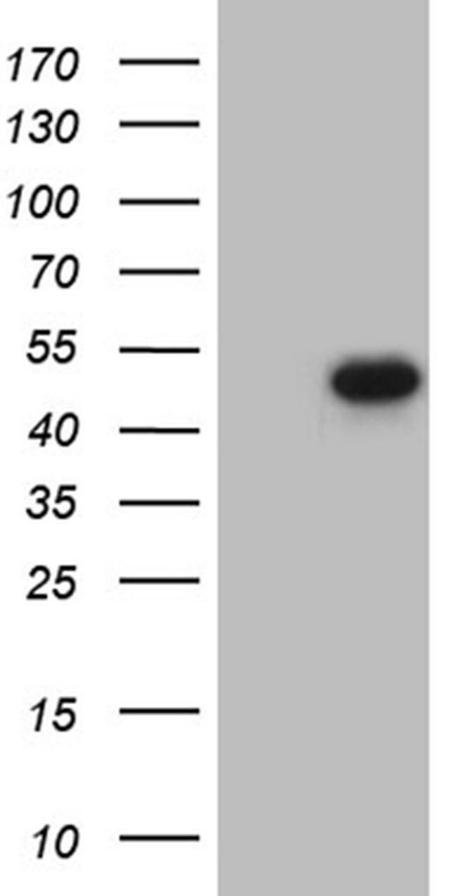 Fra2 Antibody in Western Blot (WB)