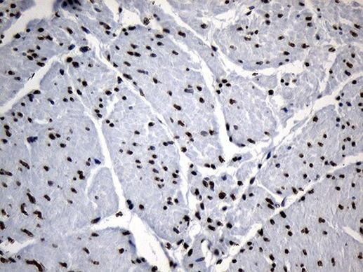 ELF4 Antibody in Immunohistochemistry (Paraffin) (IHC (P))