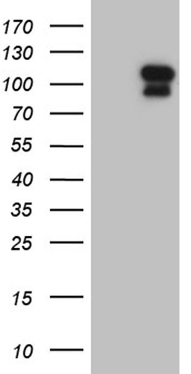 ELF4 Antibody in Western Blot (WB)