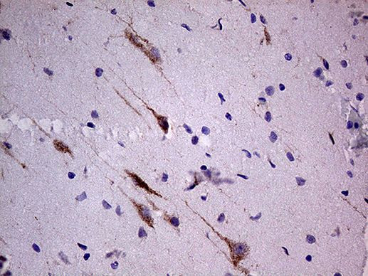 SLC22A17 Antibody in Immunohistochemistry (Paraffin) (IHC (P))