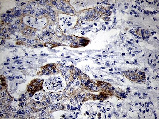 RNase11 Antibody in Immunohistochemistry (Paraffin) (IHC (P))