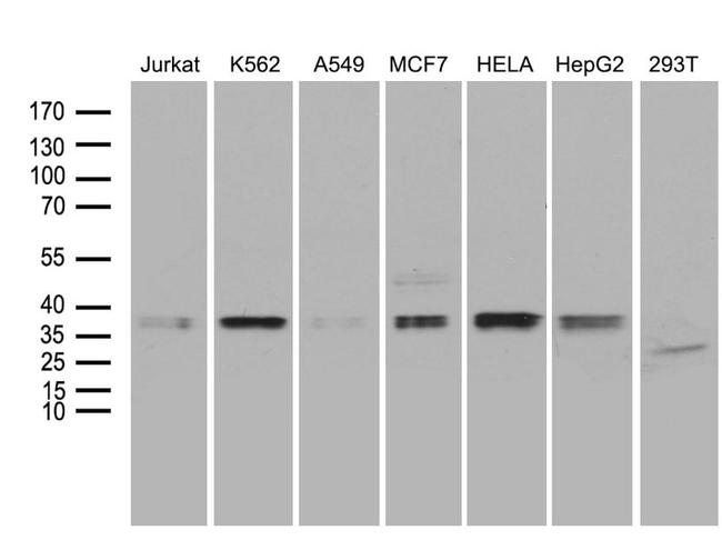MRPL44 Antibody in Western Blot (WB)