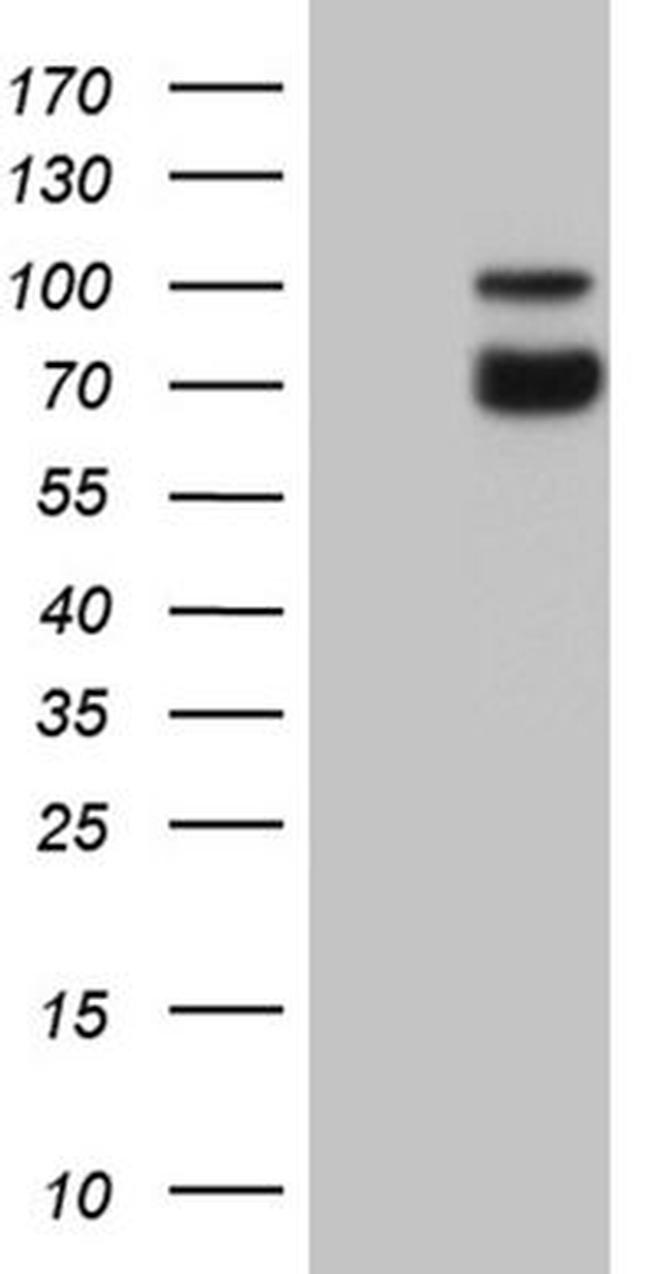 SYTL4 Antibody in Western Blot (WB)