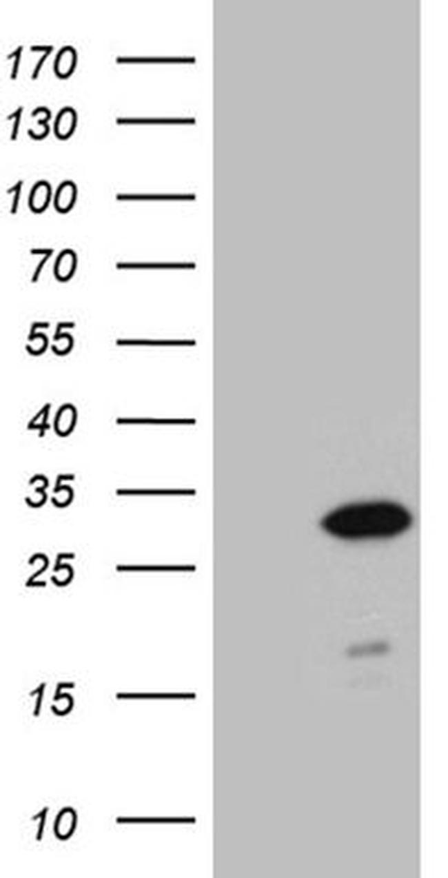 NABP1 Antibody in Western Blot (WB)