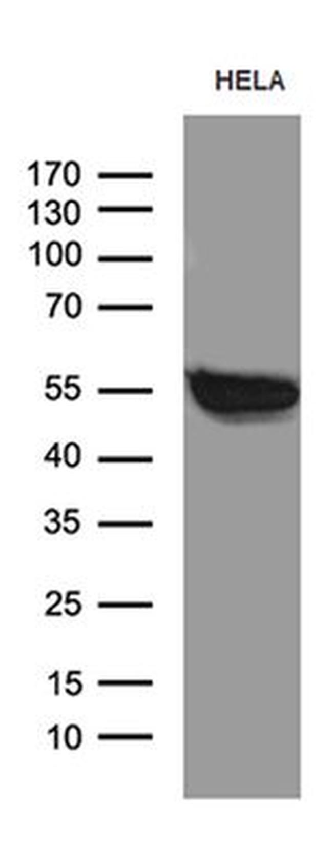 BAF60C Antibody in Western Blot (WB)