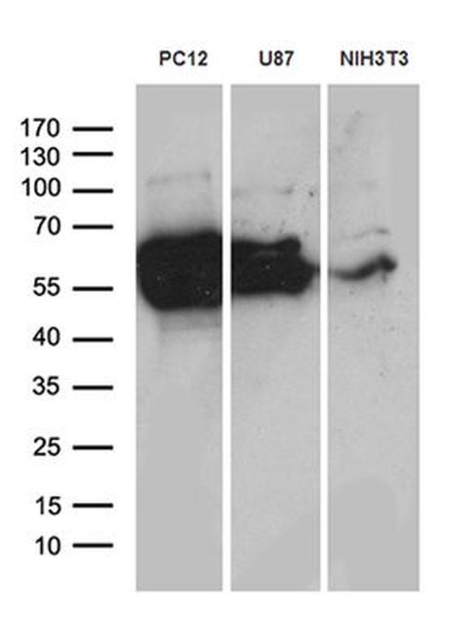 CRMP2 Antibody in Western Blot (WB)