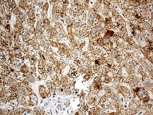 CHCHD10 Antibody in Immunohistochemistry (Paraffin) (IHC (P))