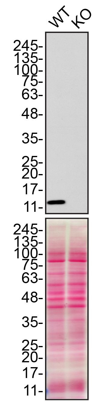 CHCHD10 Antibody