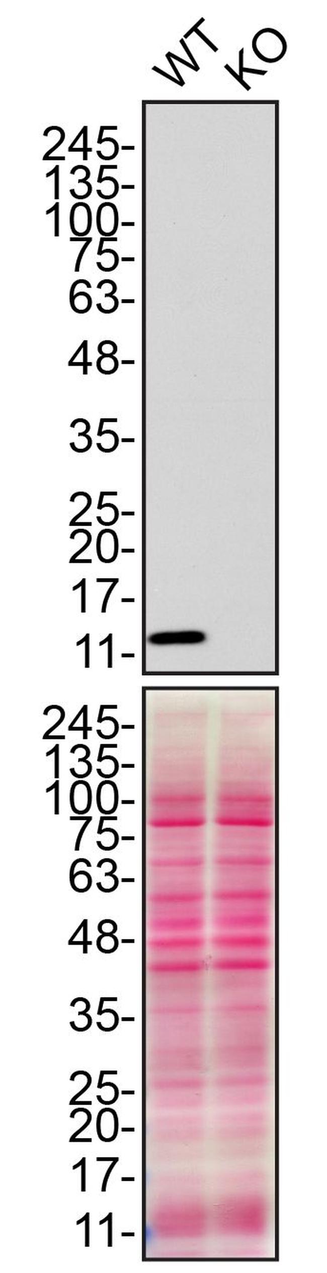 CHCHD10 Antibody in Western Blot (WB)