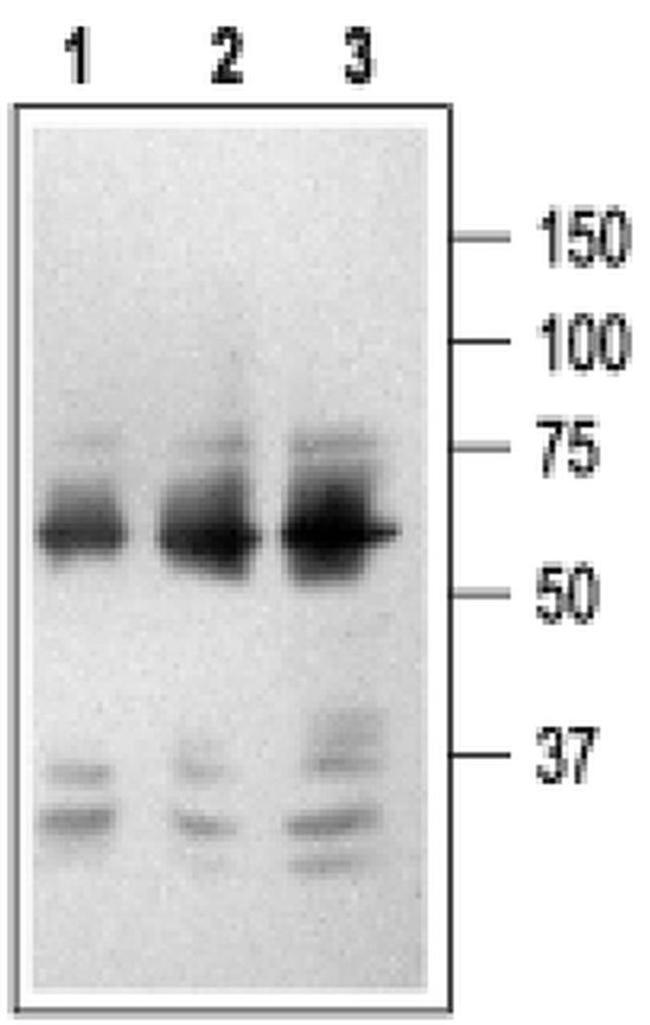 NGFR (extracellular) Antibody in Western Blot (WB)