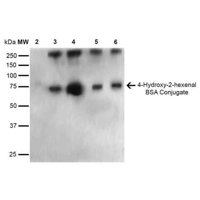 4-Hydroxy-2-hexenal Antibody in Western Blot (WB)