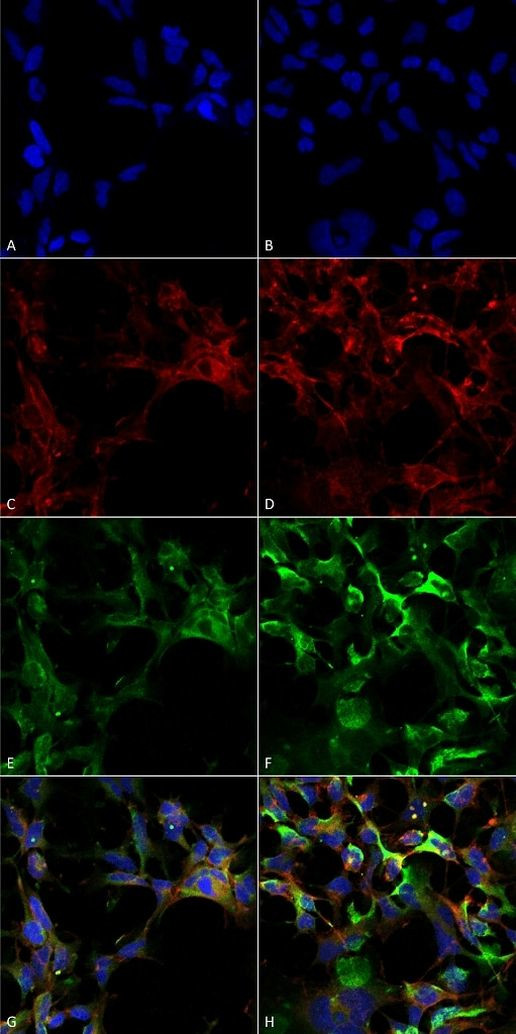 Dityrosine Antibody in Immunocytochemistry (ICC/IF)