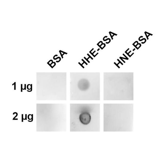 4-Hydroxy-2-hexenal Antibody in Dot Blot (DB)