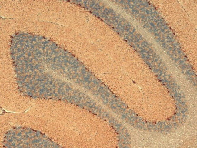 HCN1 Antibody in Immunohistochemistry (Paraffin) (IHC (P))