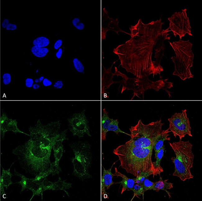 NPAS4 Monoclonal Antibody (N408/79)