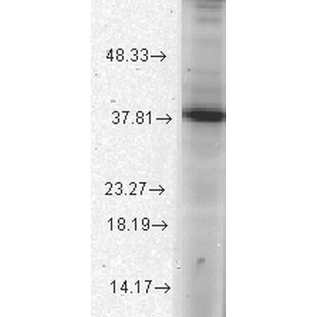 ATAD1 Antibody in Western Blot (WB)