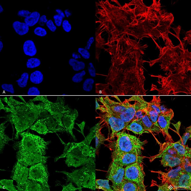 AMIGO1 Antibody in Immunocytochemistry (ICC/IF)