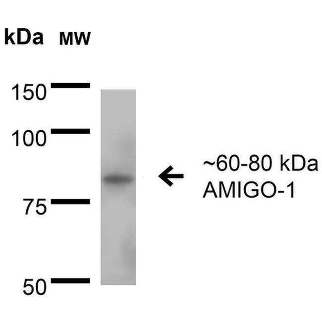 AMIGO1 Antibody in Western Blot (WB)