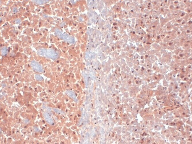 KCNQ4 Antibody in Immunohistochemistry (Frozen) (IHC (F))