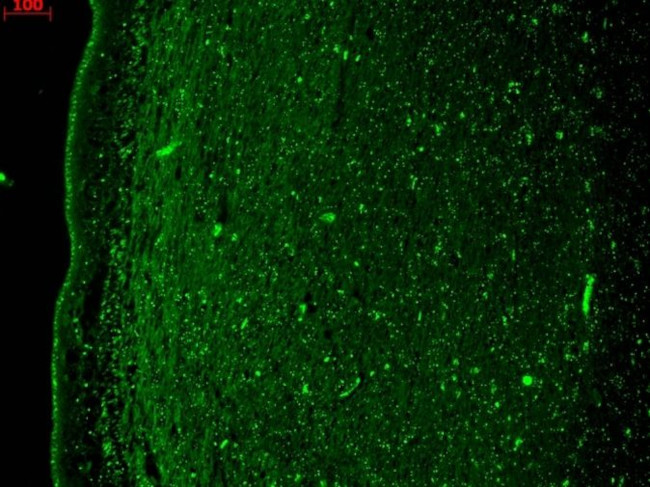 KCNQ4 Antibody in Immunohistochemistry (Paraffin) (IHC (P))