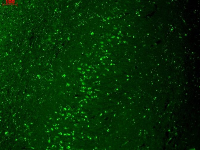 Kir2.1 (KCNJ2) Monoclonal Antibody (S112) (MA5-27681)