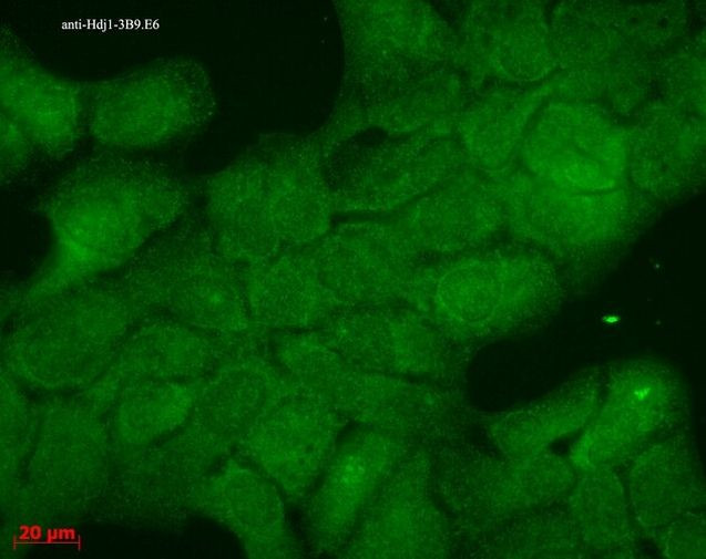 HSP40 Antibody in Immunocytochemistry (ICC/IF)