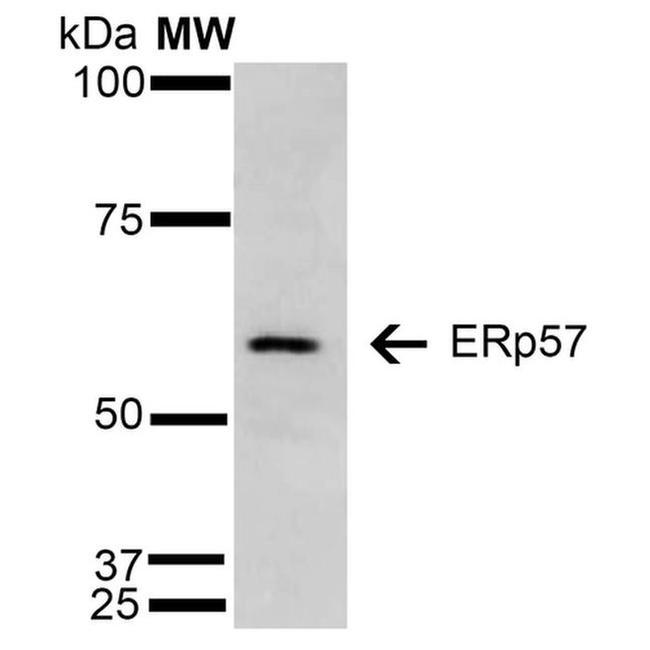 ERp57 Antibody in Western Blot (WB)