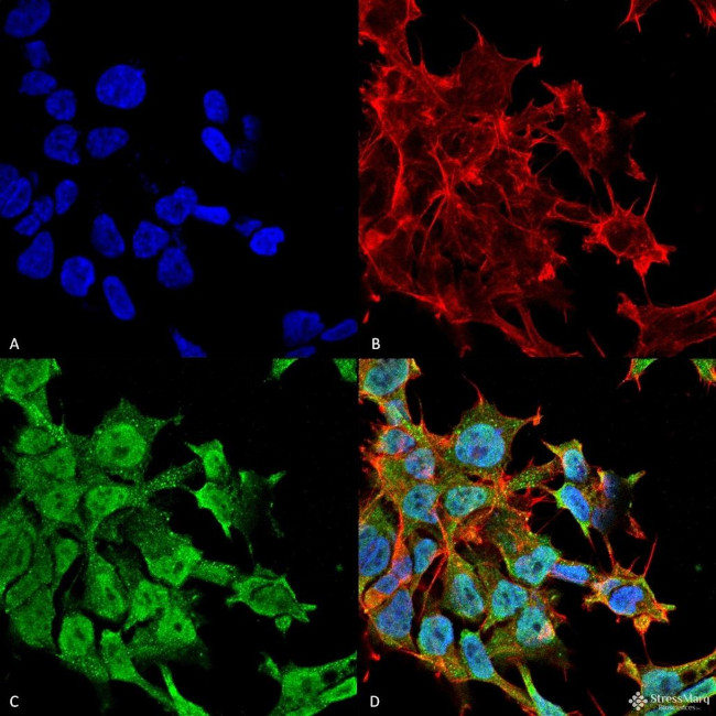 SAP102 Antibody in Immunocytochemistry (ICC/IF)